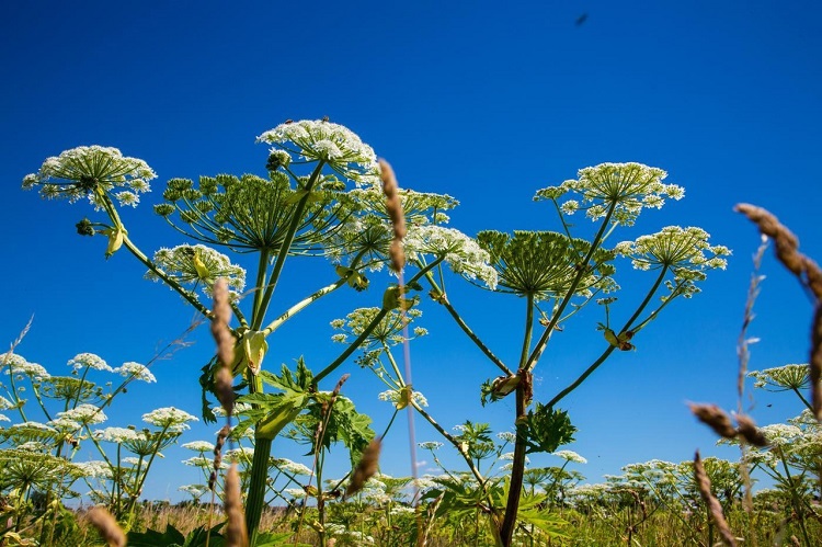 Борщевик Сосновского (Heracleum sosnowskyi) — многолетнее травянистое  растение семейства зонтичные